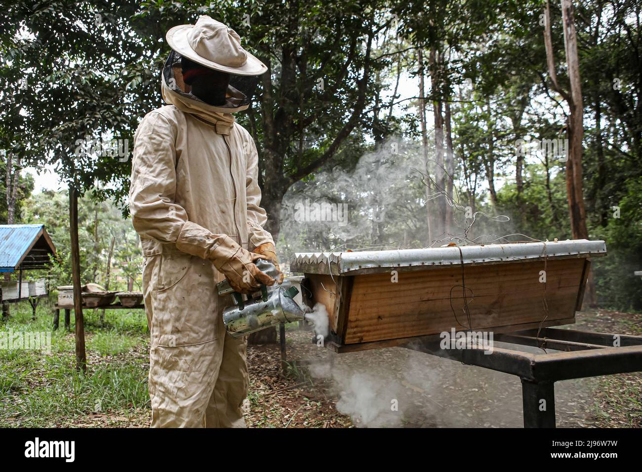 Un instructeur de l'institut national d'apiculture fume une ruche avant de l'ouvrir pour inspection. La Journée mondiale des abeilles est célébrée le 20th mai chaque année. Les apiculteurs kenyans, les chercheurs, les instituts de formation, les vendeurs de produits agricoles d'abeilles et les organisations de défense des droits se réunissent à Nakuru, au Kenya, pour marquer la journée mondiale des abeilles et sensibiliser la nation et le monde entier à l'importance des abeilles dans notre écosystème. Le thème pour 2022 est «Bee engagé: Célébration de la diversité des abeilles et des systèmes d'apiculture». L’apiculture est une activité généralisée et mondiale, avec des millions d’apiculteurs dépendant des abeilles Banque D'Images