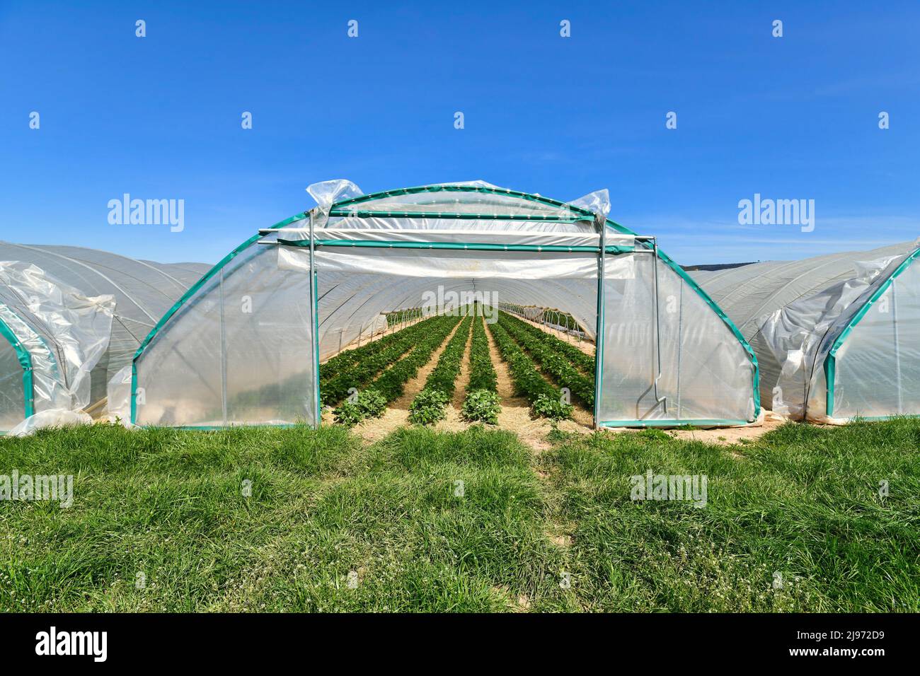 Serre-dôme tunnel avec rangées de plantes de fruits de fraise Banque D'Images Serre-dôme tunnel avec rangées de plantes de fruits de fraise Banque D'Images