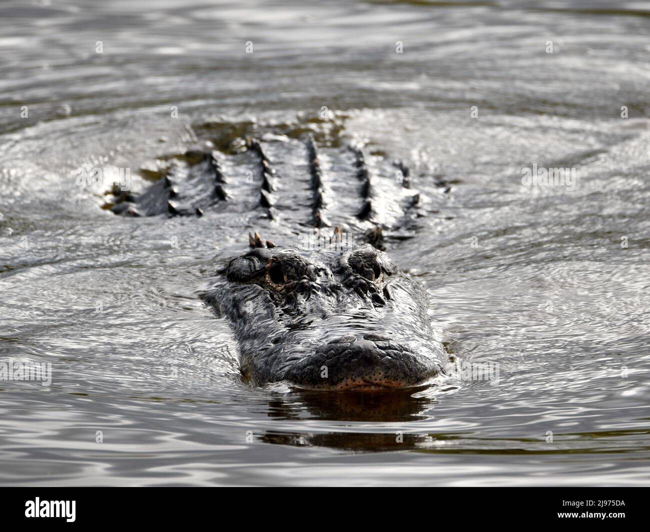 Alligator américain dans Canal Banque D'Images