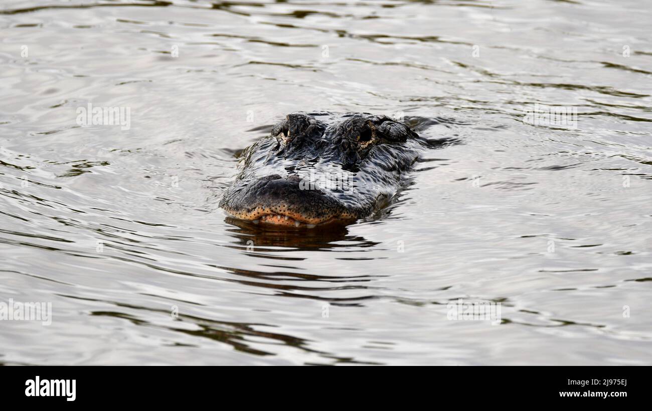 L'alligator américain se cache Banque D'Images