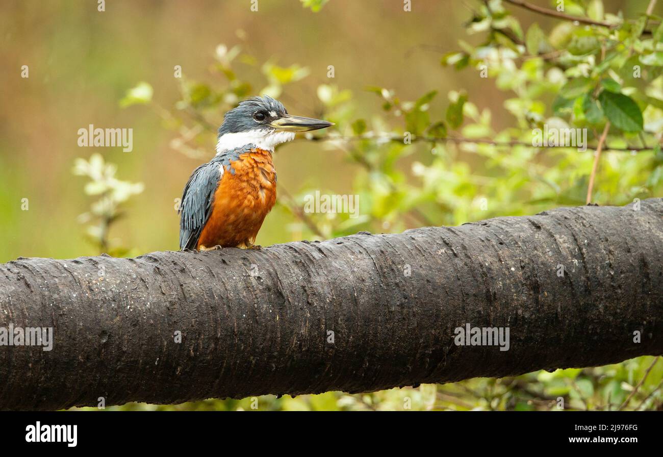 Ringed Kingfisher (Megaceryle torquata) Banque D'Images