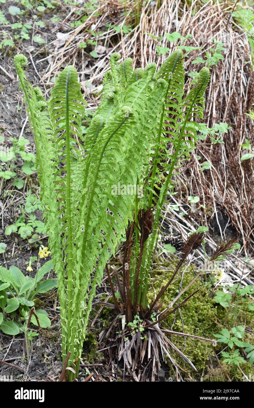 La fougère d'autruche Matteuccia struthiopteris déploie les feuilles au printemps Banque D'Images