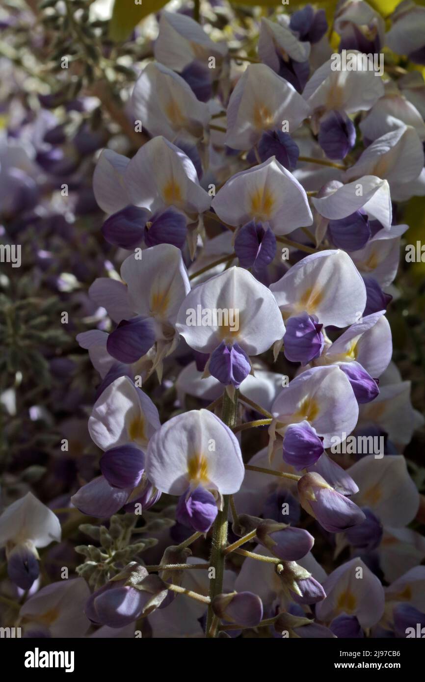 Glycine Banque D'Images