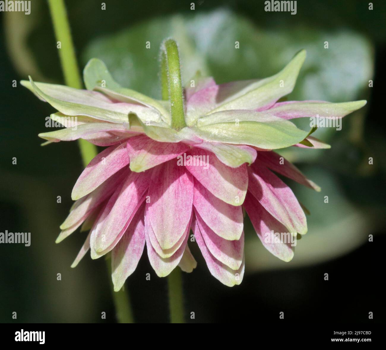 Rose Aquilegia Nora Barlow (Columbine) Banque D'Images