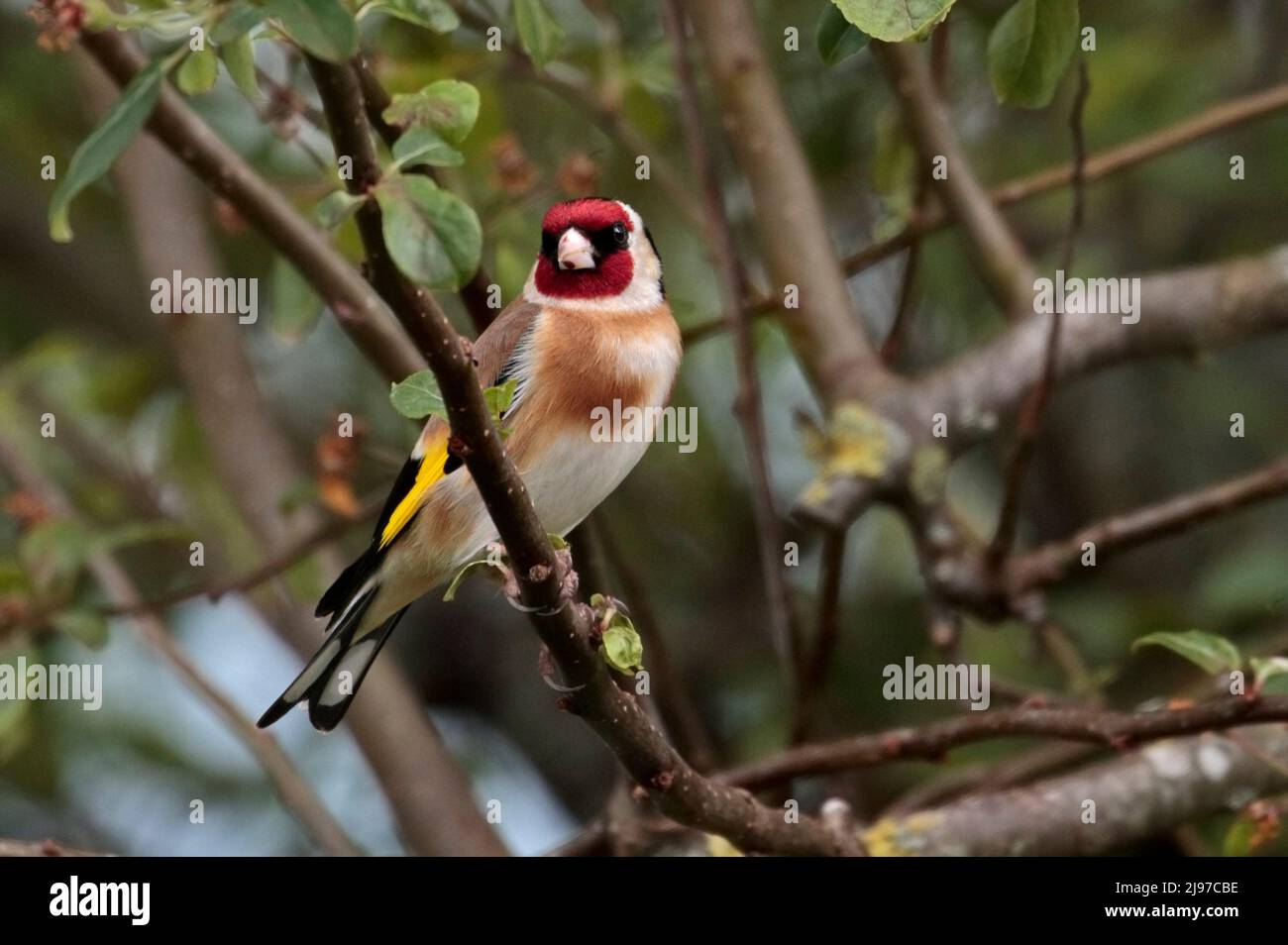 European Goldfinch (carduelis carduelis), pays de Galles Banque D'Images