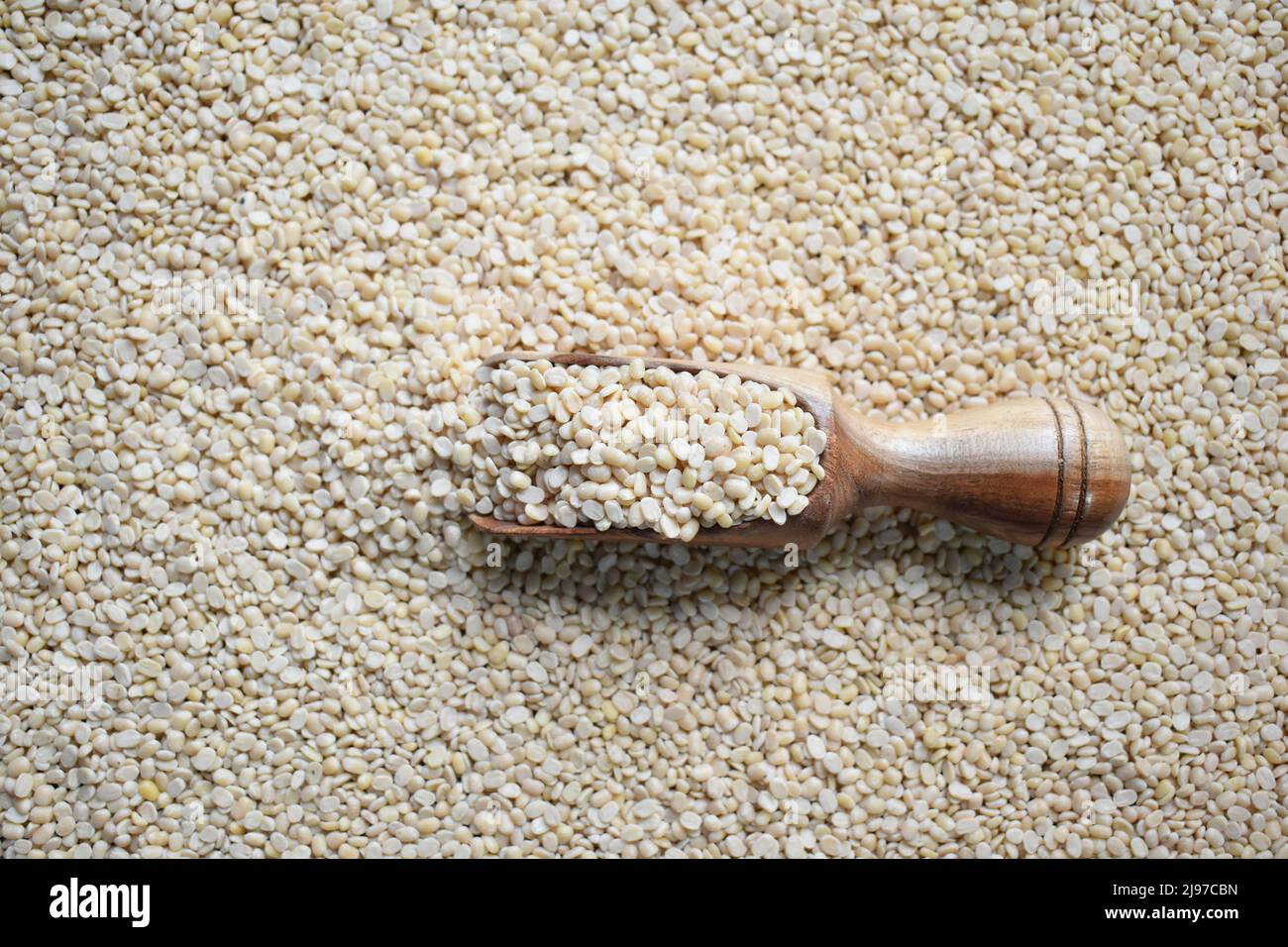 Lentilles Urad blanches séchées et séchées Banque D'Images