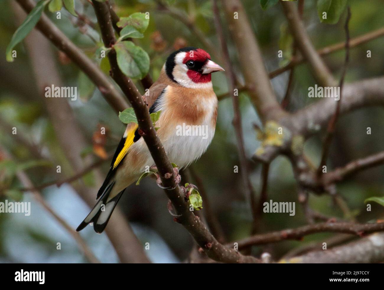 European Goldfinch (carduelis carduelis), pays de Galles Banque D'Images