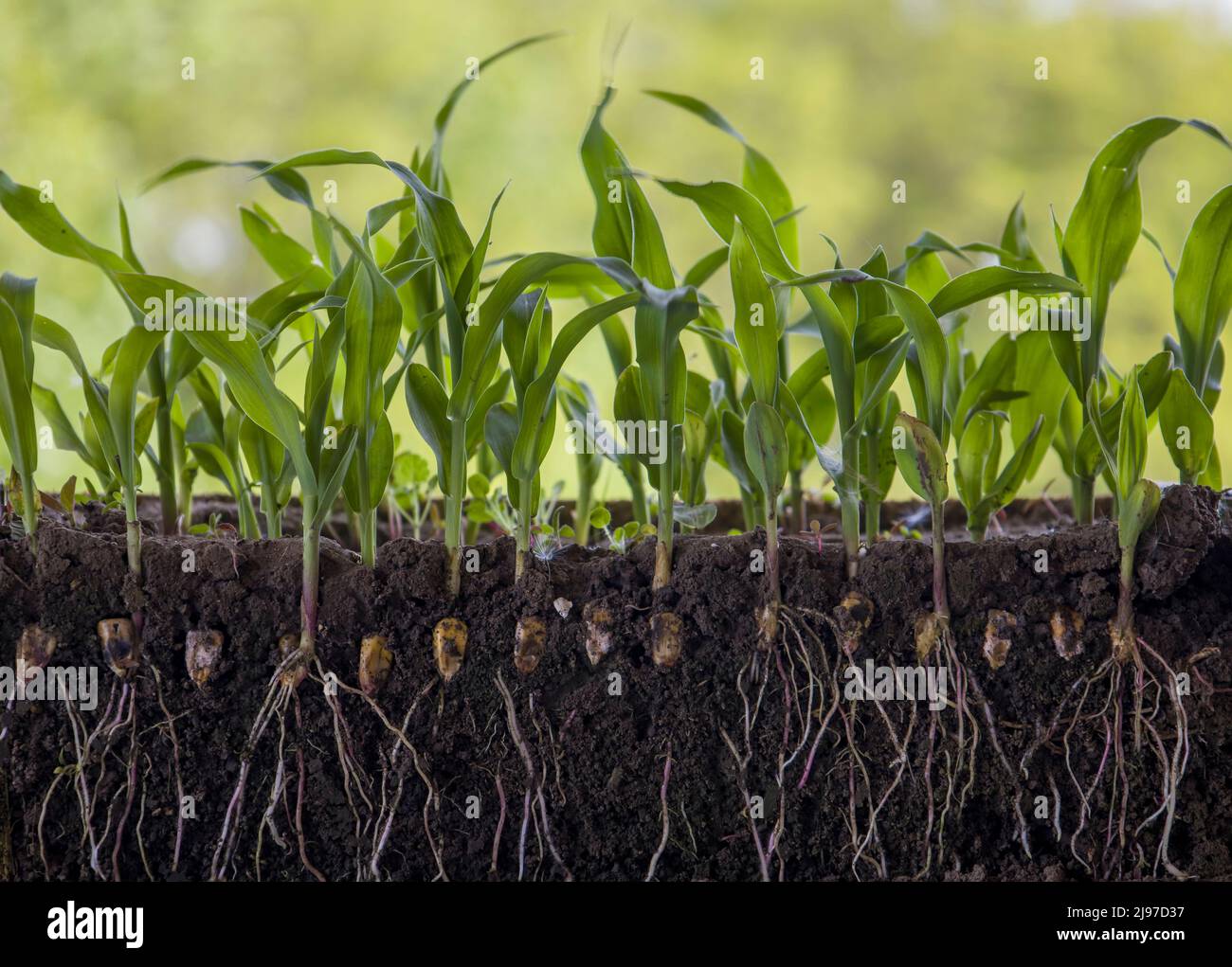 Jeunes pousses de maïs avec des racines isolées sur blanc Banque D'Images