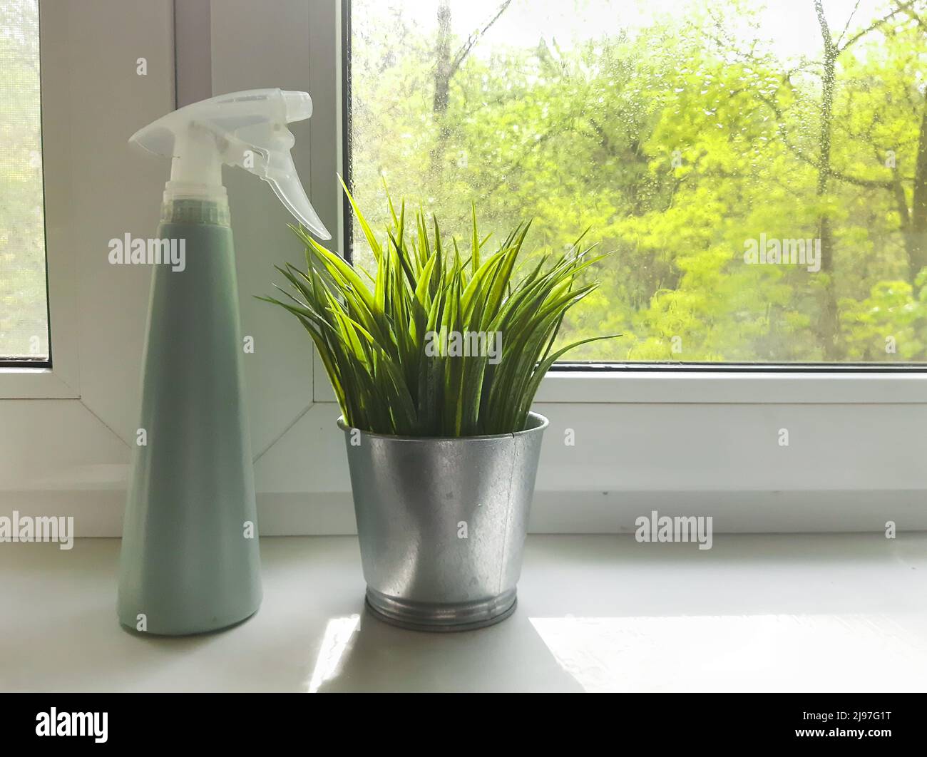Fleurs intérieures sur le rebord de la fenêtre, lumière du soleil de la fenêtre, élevage de fleurs, plantation, pulvérisation d'eau, soin des plantes. Lumière du soleil Banque D'Images