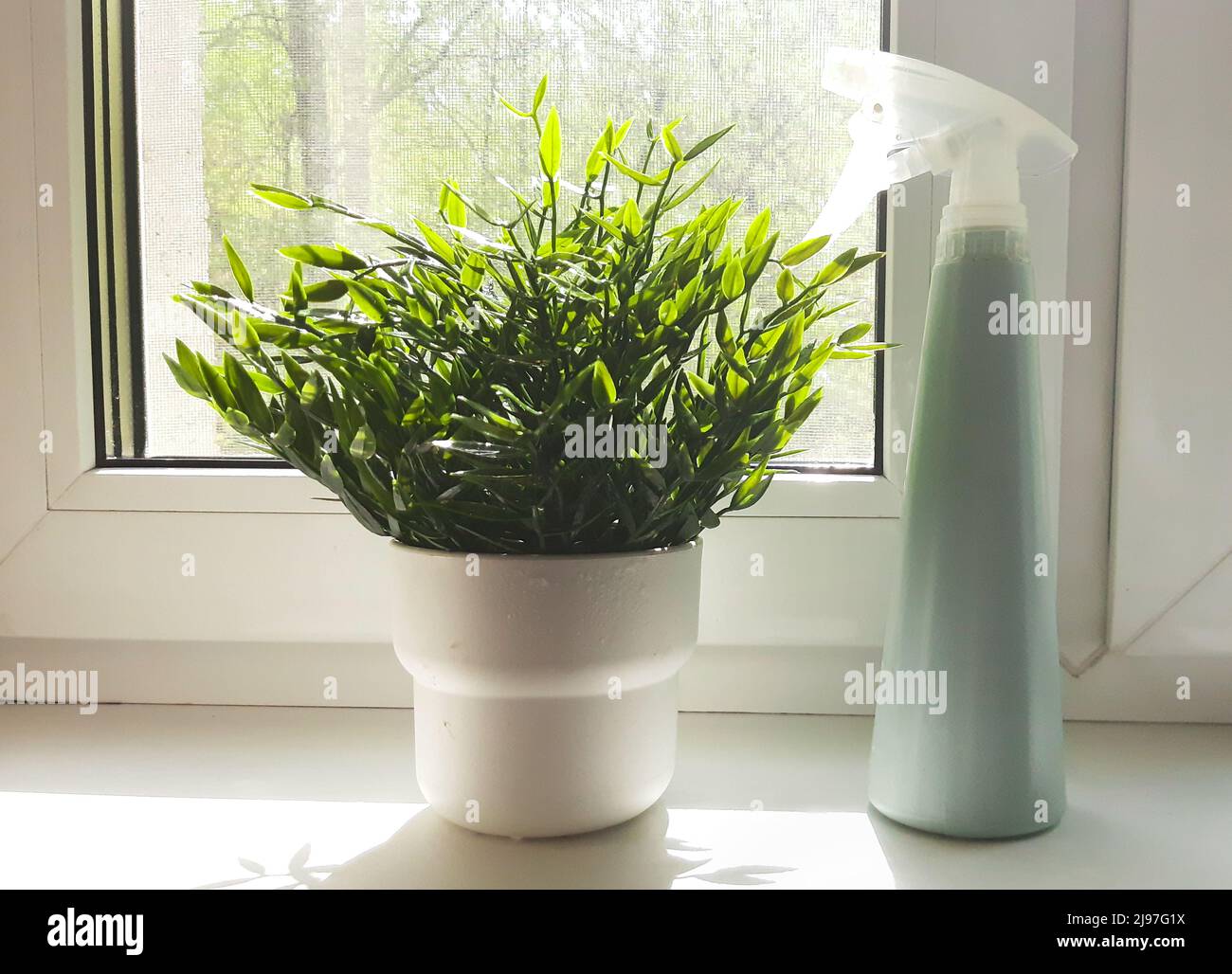 Fleurs intérieures sur le rebord de la fenêtre, lumière du soleil de la fenêtre, élevage de fleurs, plantation, pulvérisation d'eau, soin des plantes. Lumière du soleil Banque D'Images