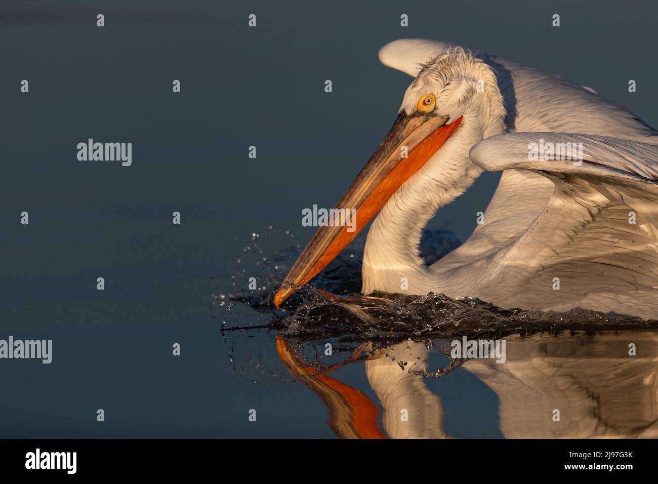 Un pélican dalmatien adulte (Pelecanus crispus) débarque au lac Kerkini en Grèce Banque D'Images