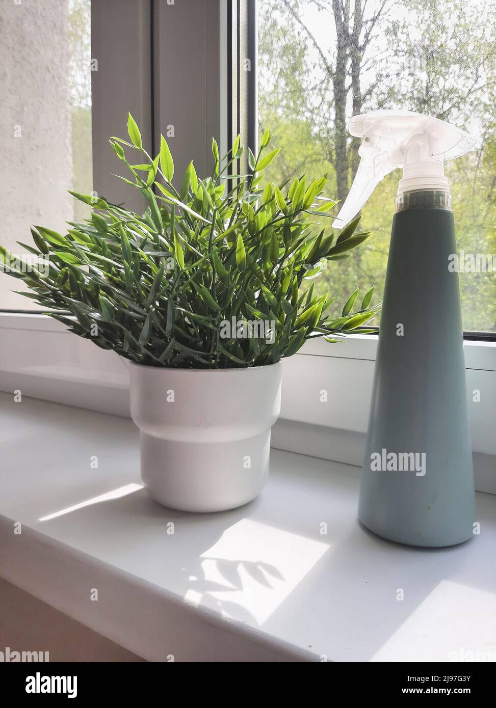 Fleurs intérieures sur le rebord de la fenêtre, lumière du soleil de la fenêtre, élevage de fleurs, plantation, pulvérisation d'eau, soin des plantes. Lumière du soleil Banque D'Images