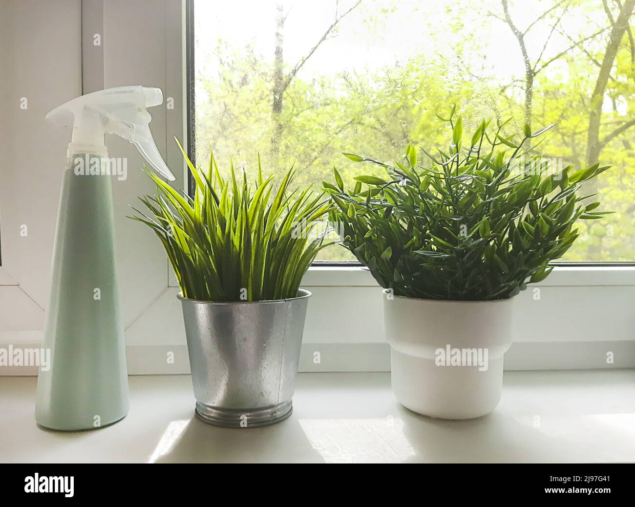Fleurs intérieures sur le rebord de la fenêtre, lumière du soleil de la fenêtre, élevage de fleurs, plantation, pulvérisation d'eau, soin des plantes. Lumière du soleil Banque D'Images