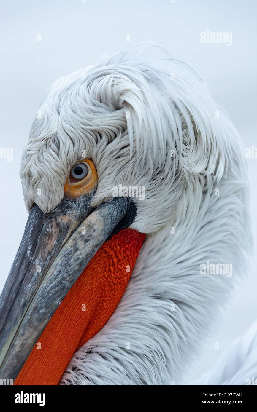 Un Pélican dalmatien adulte (Pelecanus crispus) est à la recherche de l'appareil photo des photographes Banque D'Images