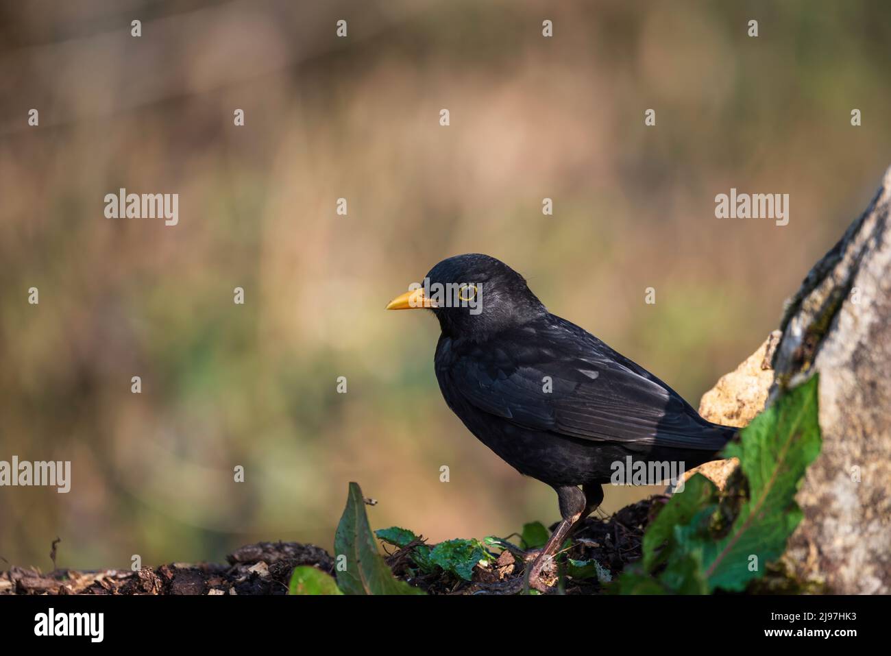Belle image printanière de Blackbird Parus oiseau majeur dans le cadre de paysage forestier Banque D'Images