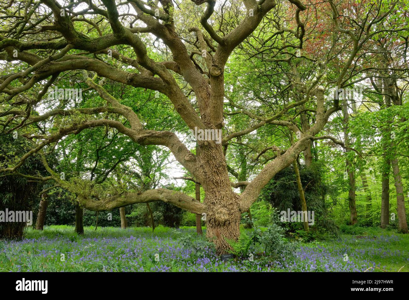 Ancien Hall d'Oak Rufford espagnol Banque D'Images