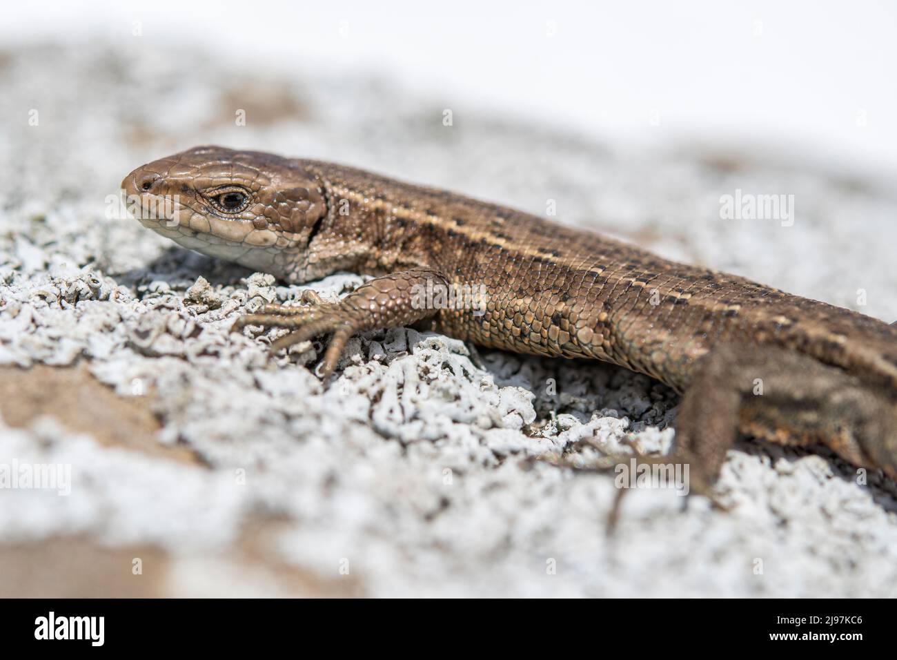 Le lézard vivipare, ou lézard commun, (Zootoca vivipara, anciennement Lacerta vivipara), est un lézard eurasien. Banque D'Images