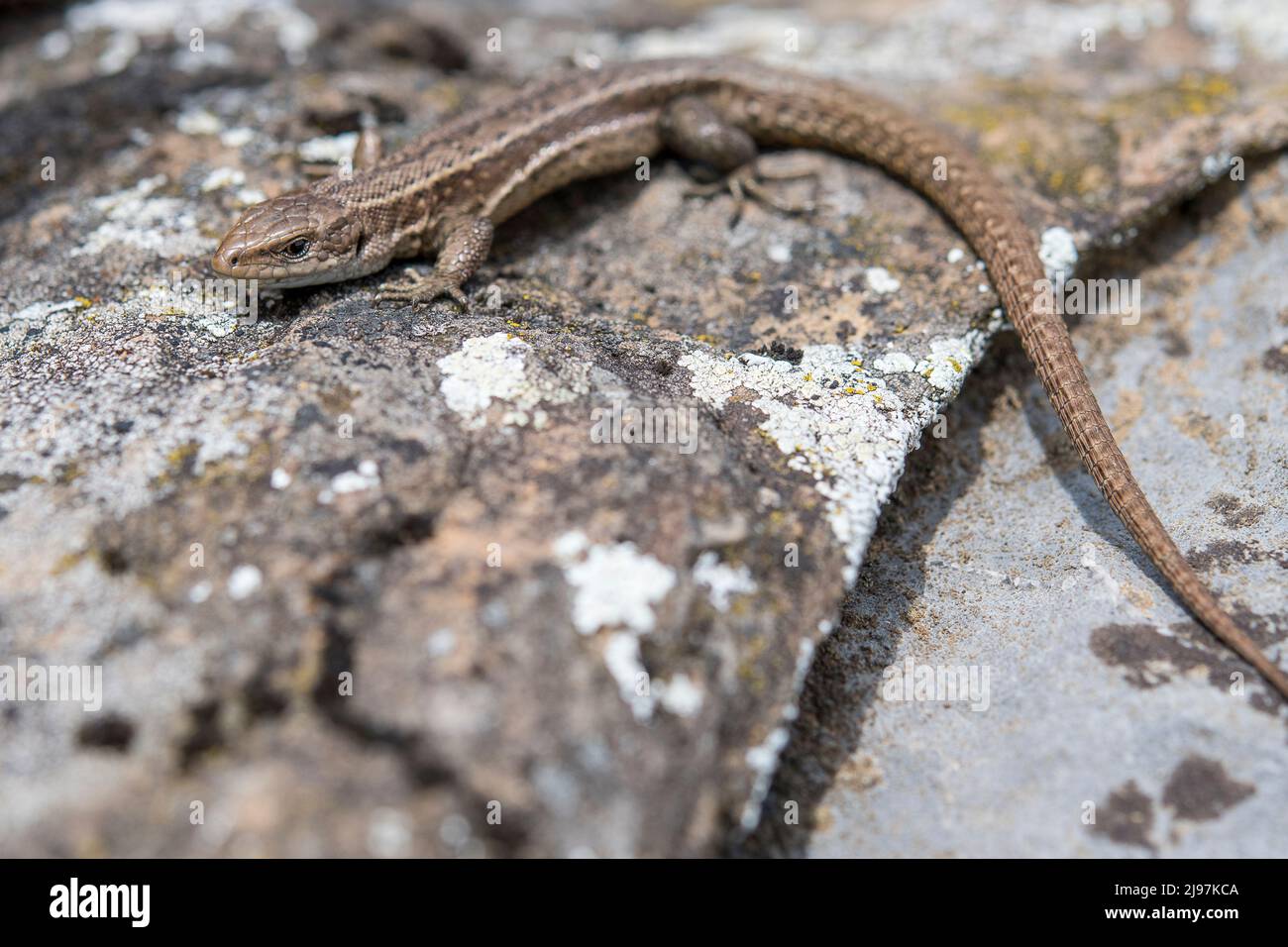 Le lézard vivipare, ou lézard commun, (Zootoca vivipara, anciennement Lacerta vivipara), est un lézard eurasien. Banque D'Images