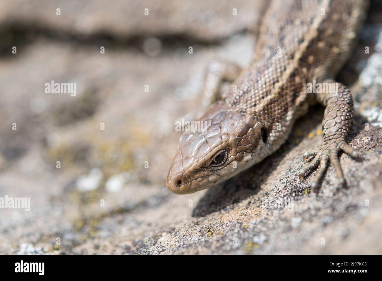 Le lézard vivipare, ou lézard commun, (Zootoca vivipara, anciennement Lacerta vivipara), est un lézard eurasien. Banque D'Images