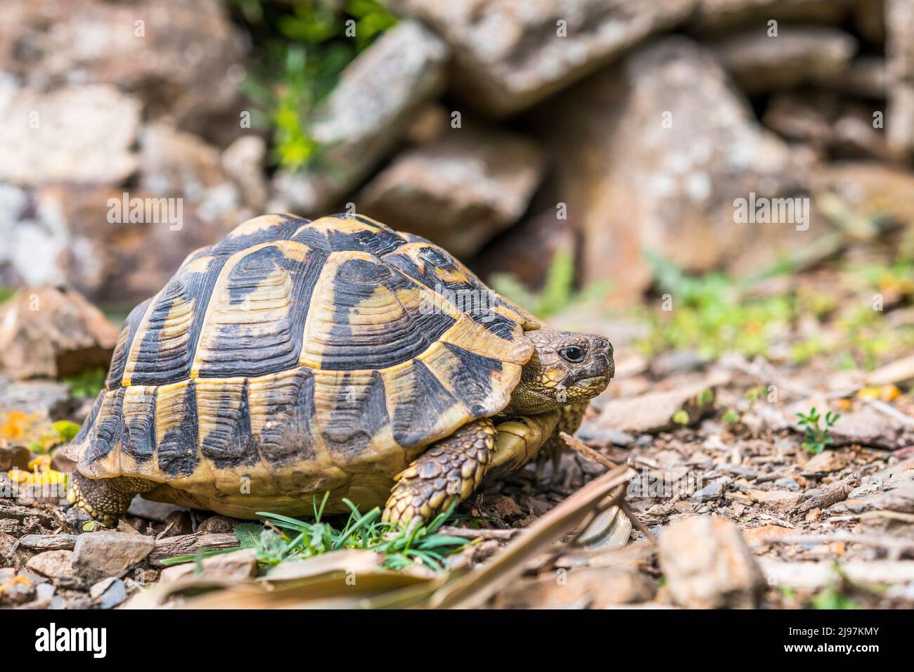 Tortue de Hermann (Testudo hermanni hermanni). Banque D'Images