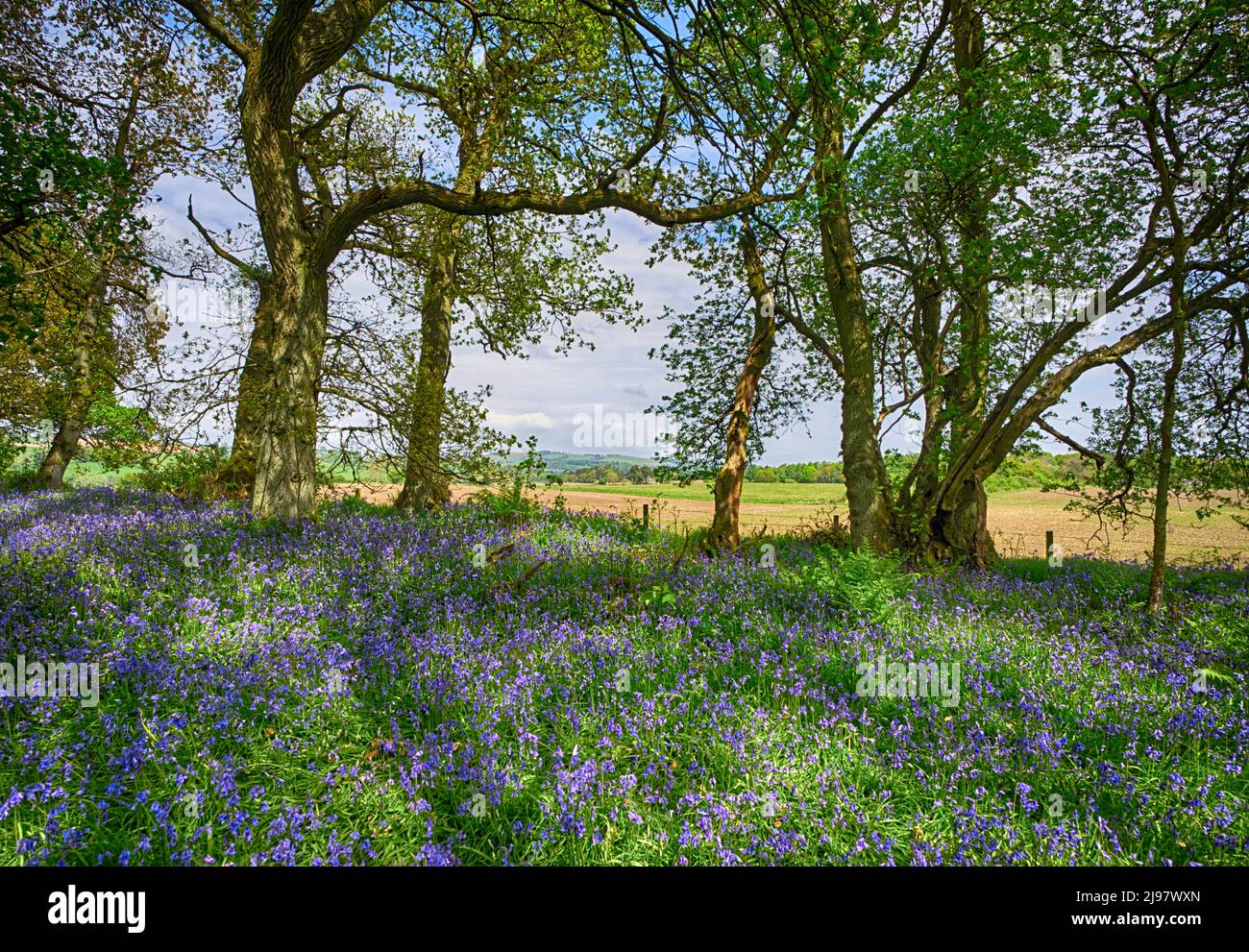 Darroch Bluebell Woods Banque D'Images
