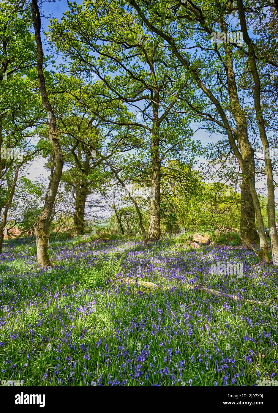 Darroch Bluebell Woods Banque D'Images