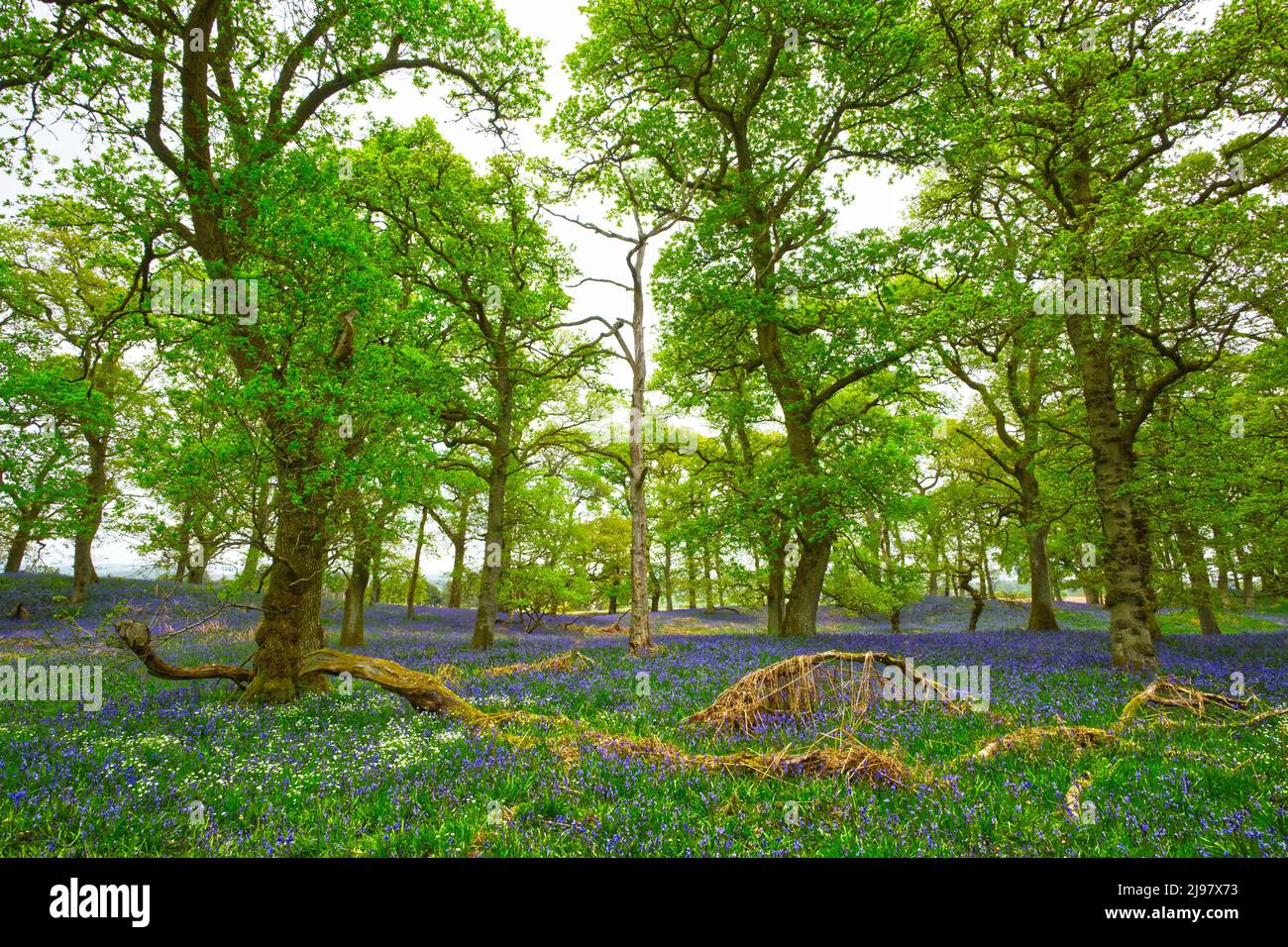 Darroch Bluebell Woods Banque D'Images