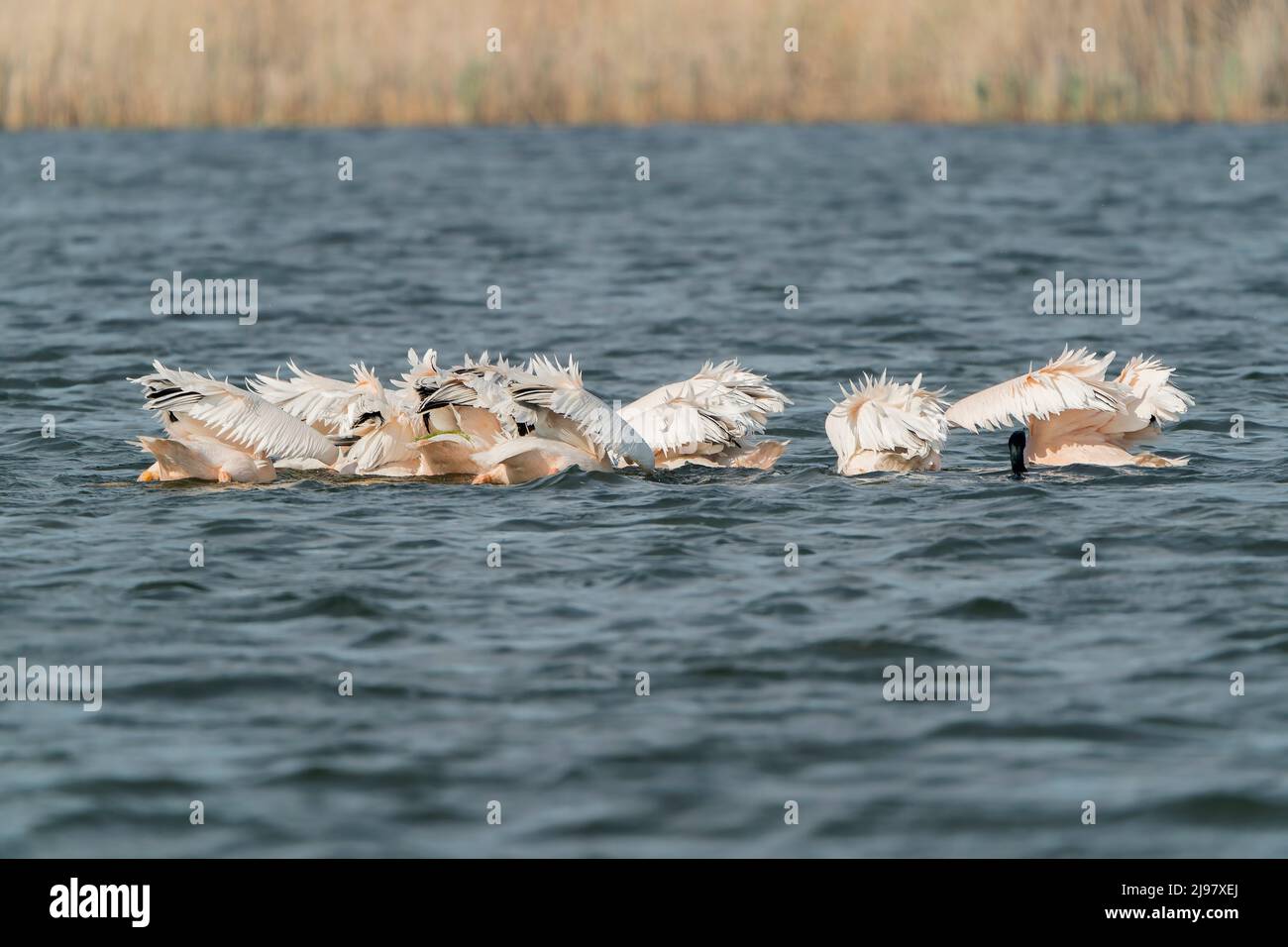 Grand Pélican blanc, Pelecanus onocrotalus, groupe d'oiseaux pratiquant la pêche synchronisée, Ultima Frontiera, Roumanie, 27 avril 2022 Banque D'Images