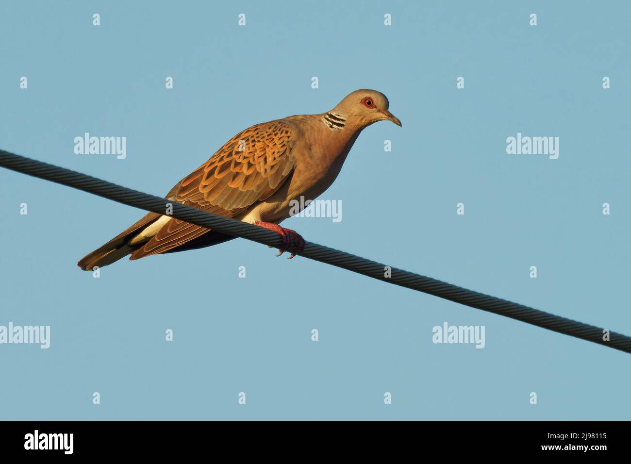 Tortue européenne - Streptopelia turtur assis sur la branche, belles couleurs, membre de la famille des oiseaux Columbidae, les colombes et les pigeons. Banque D'Images