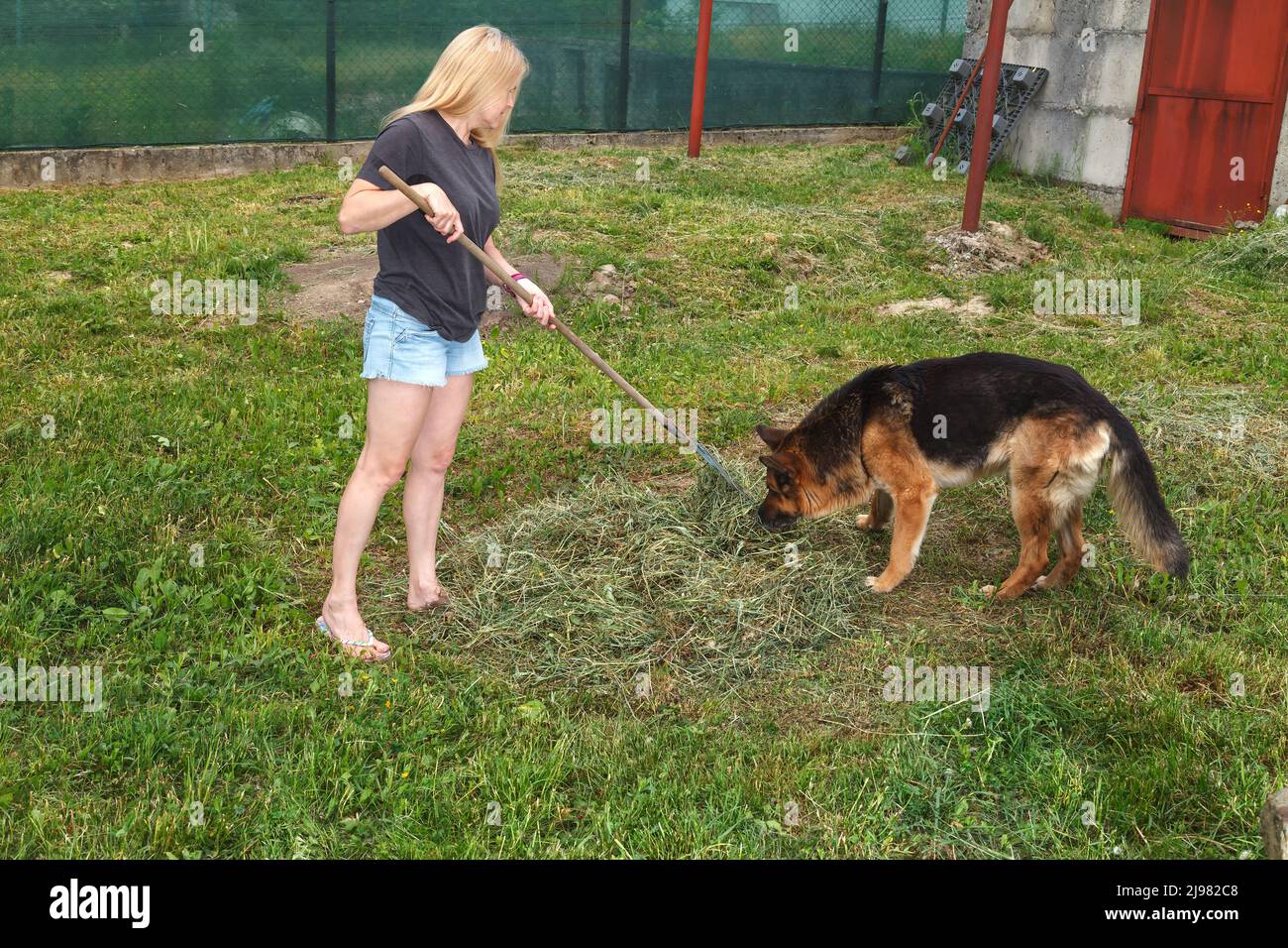 Une fille recueille de l'herbe sèche avec un râteau de jardin Banque D'Images