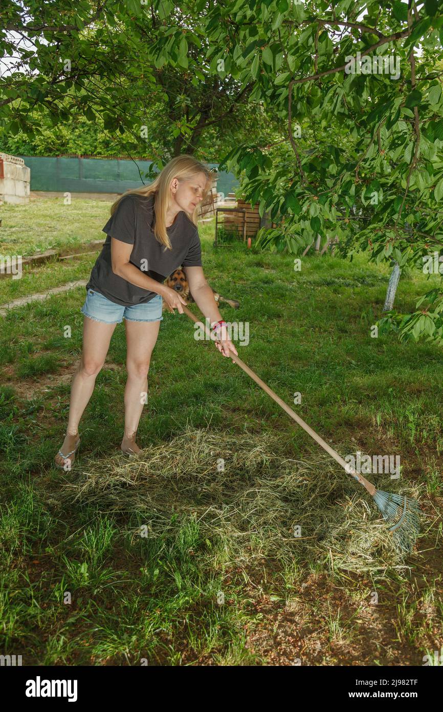 Une fille recueille de l'herbe sèche avec un râteau de jardin Banque D'Images