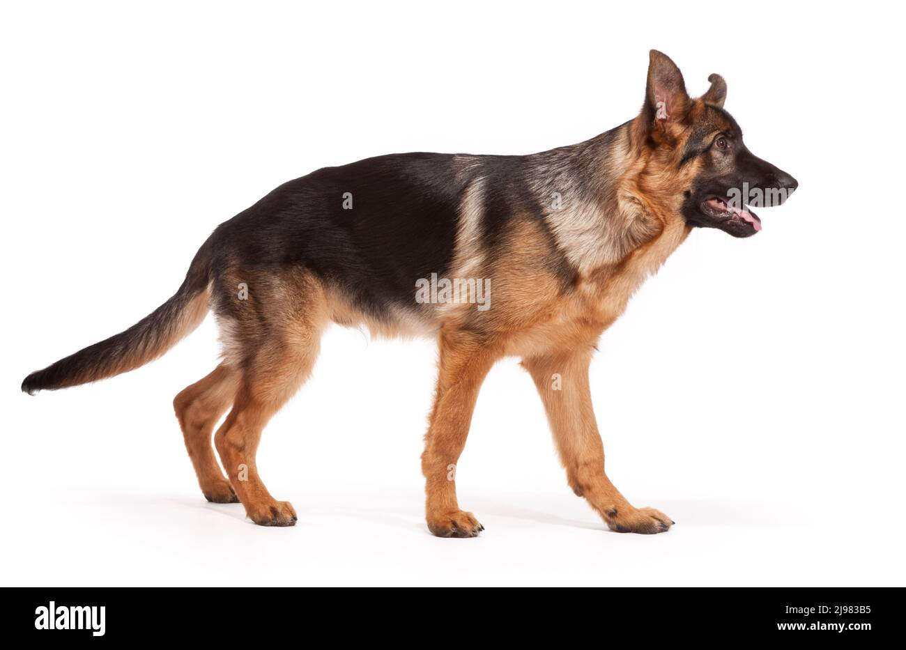 Berger allemand âgé de 21 semaines Banque D'Images