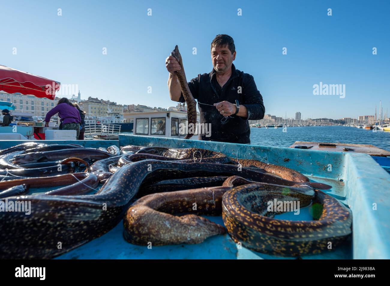 France. Marseille. Bouche-du-Rhône (13). Shoal de poisson dans le vieux port de Marseille. Un pêcheur vend sa prise d'anguille moray Banque D'Images