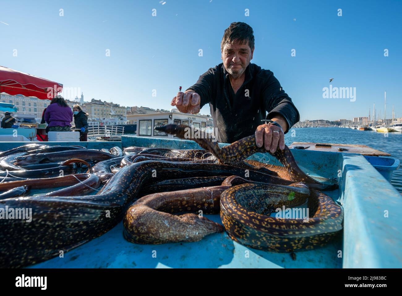 France. Marseille. Bouche-du-Rhône (13). Shoal de poisson dans le vieux port de Marseille. Un pêcheur vend sa prise d'anguille moray Banque D'Images
