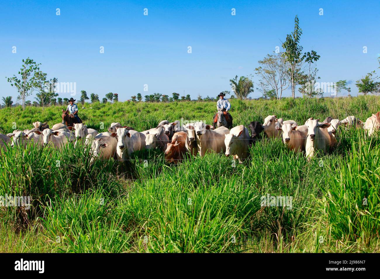 Troupeau de bovins en pâturage, avec des agriculteurs à l'arrière-plan qui parcourent des chevaux sur les prairies, portant des chapeaux de cow-boy. Brésil, Etat de Pará, Amazonie. Banque D'Images