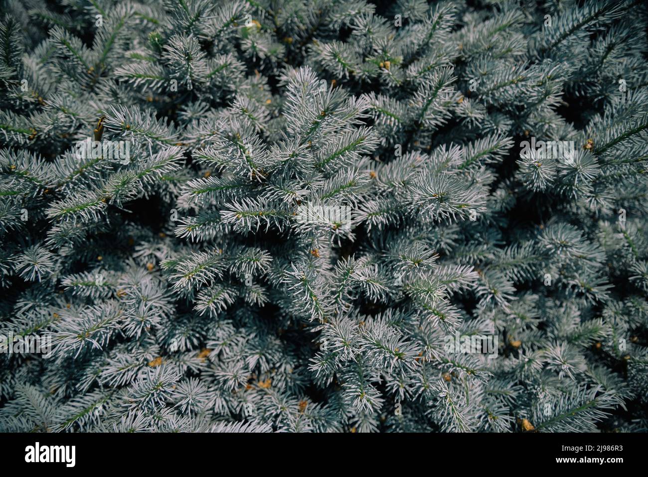L'épinette bleue (Picea pungens), également connue sous le nom d'épinette verte, l'épinette blanche. Il est originaire de l'Amérique du Nord et se trouve naturellement en Arizona, en C. Banque D'Images