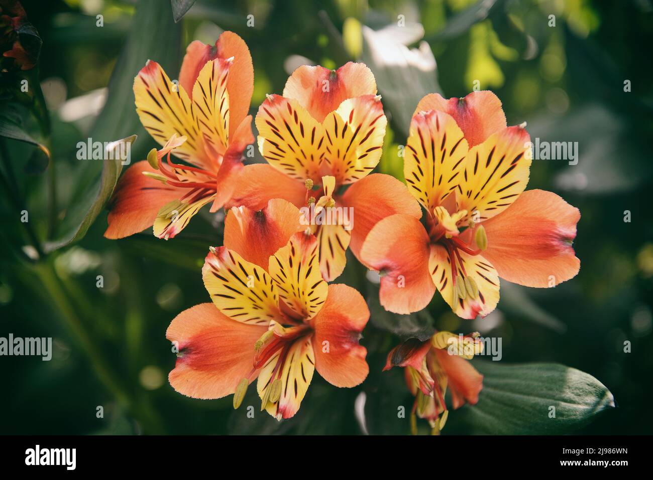 Alstroemeria, communément appelé le nénuphars péruvien ou nénuphars des Incas, est un genre de plantes à fleurs de la famille des Alstroemeriaceae. Ils sont tous nati Banque D'Images