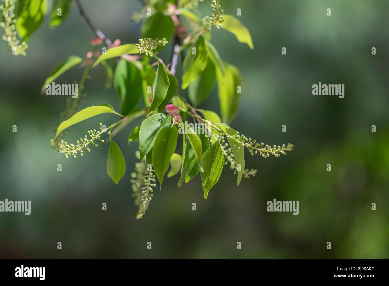 Cerisier noir, Prunus serotina, jeunes feuilles et baies en développement dans le centre du Michigan, États-Unis Banque D'Images