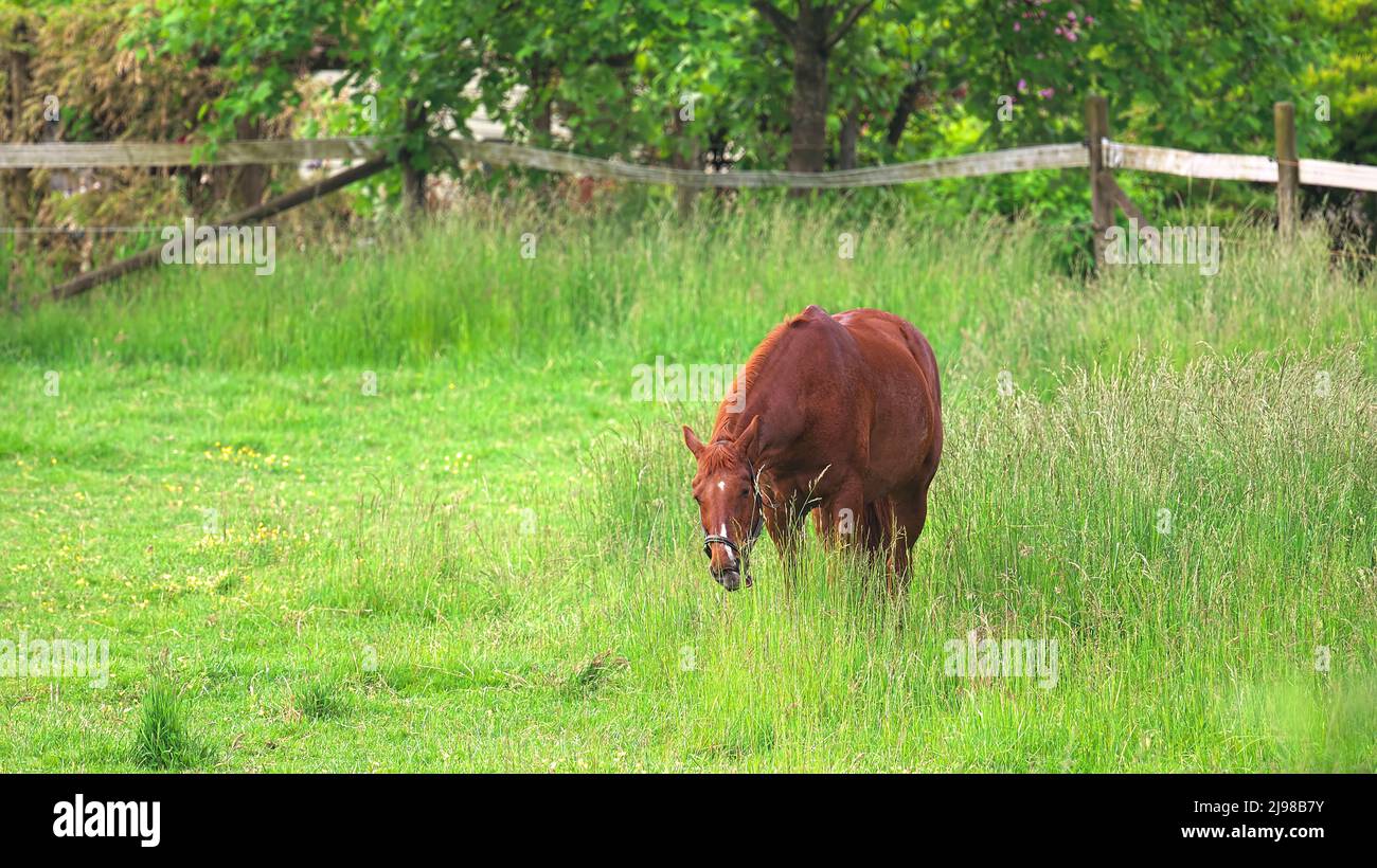 Cheval couleur châtaignier (Equus cabales) qui broutage dans un pâturage. Banque D'Images