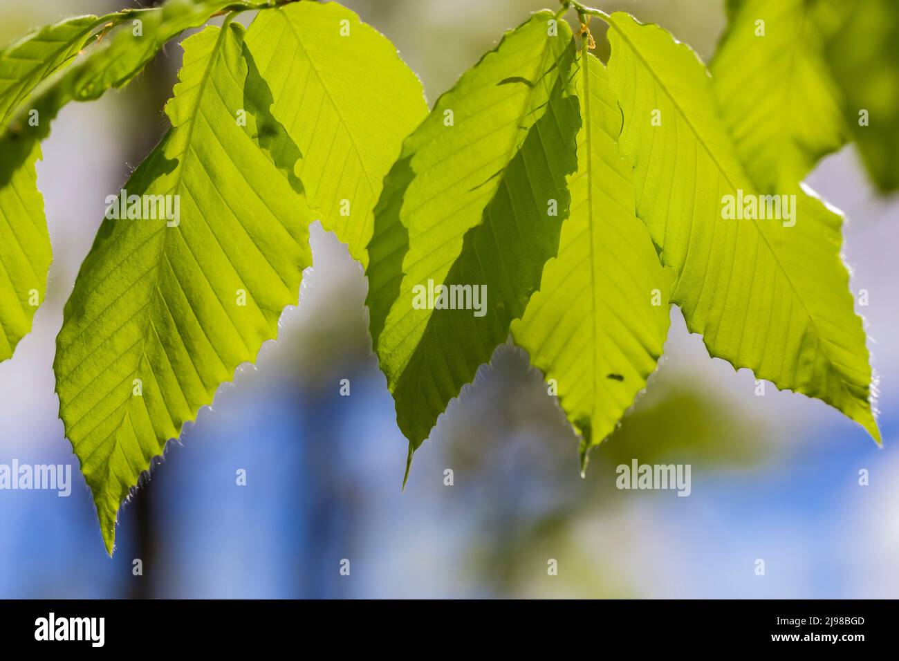 Hêtre américain, Fagus grandifolia, feuilles de printemps dans une forêt du centre du Michigan, États-Unis Banque D'Images