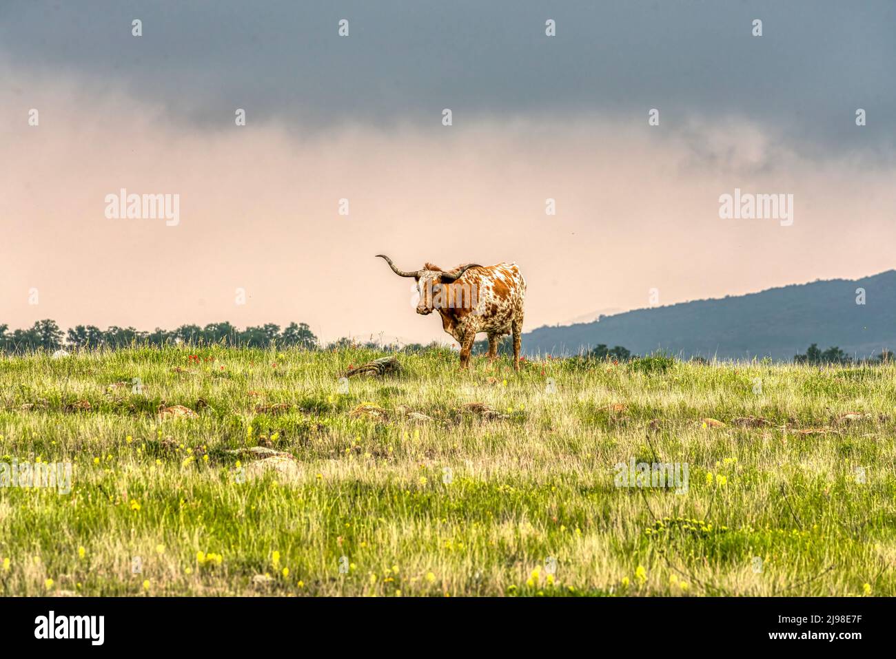 Exas Longhorn dans les montagnes Wichita en Oklahoma Banque D'Images