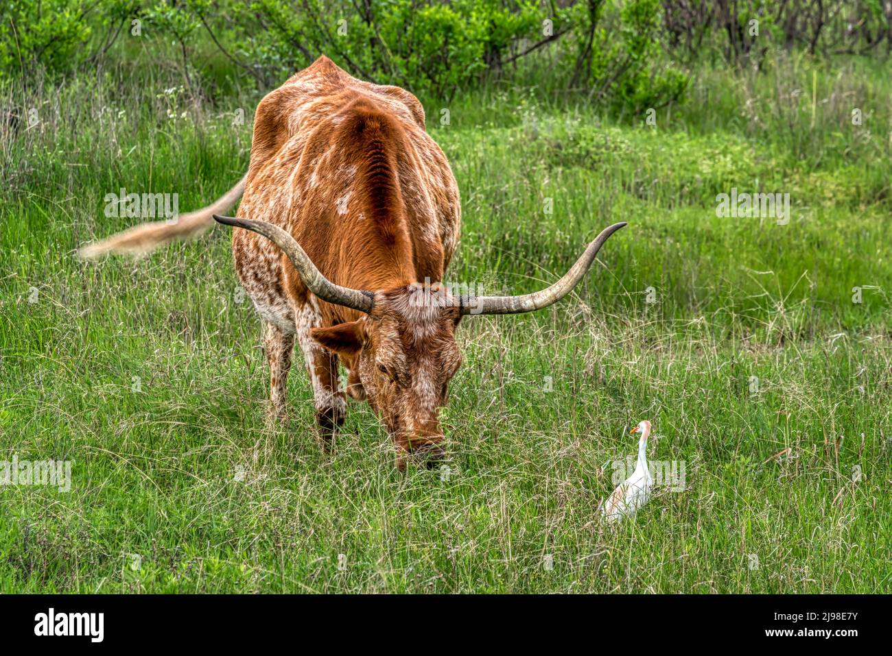 Exas Longhorn dans les montagnes Wichita en Oklahoma Banque D'Images