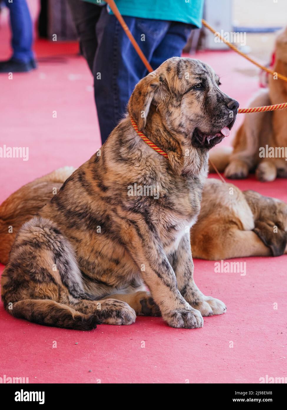 Faites brider le chiot du mastiff espagnol assis pendant l'exposition canine Banque D'Images