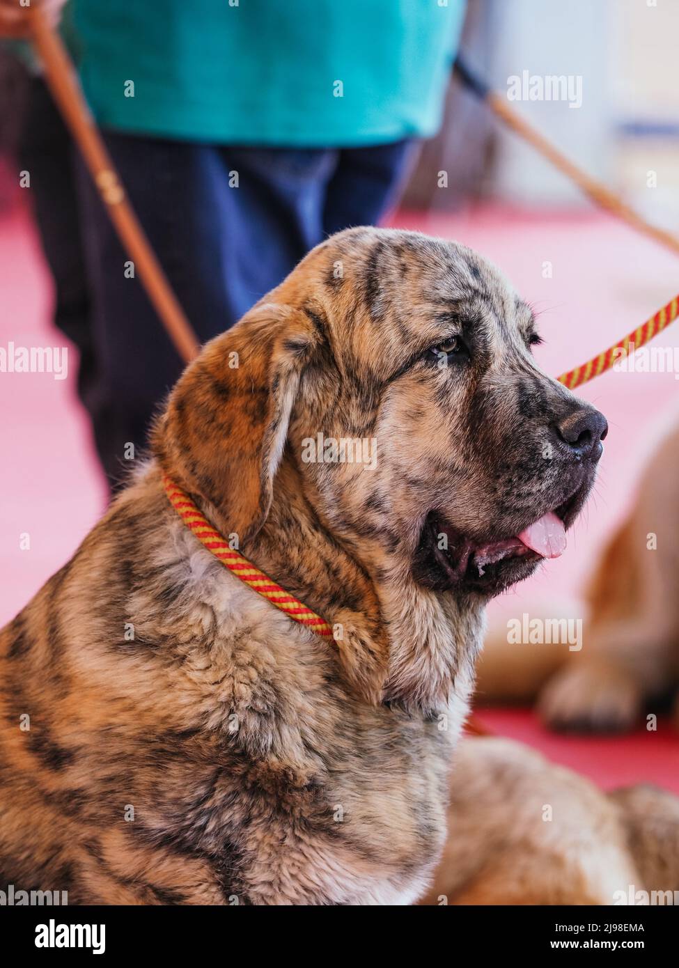 Brindrez la tête de votre chiot du mastiff espagnol sur le côté Banque D'Images