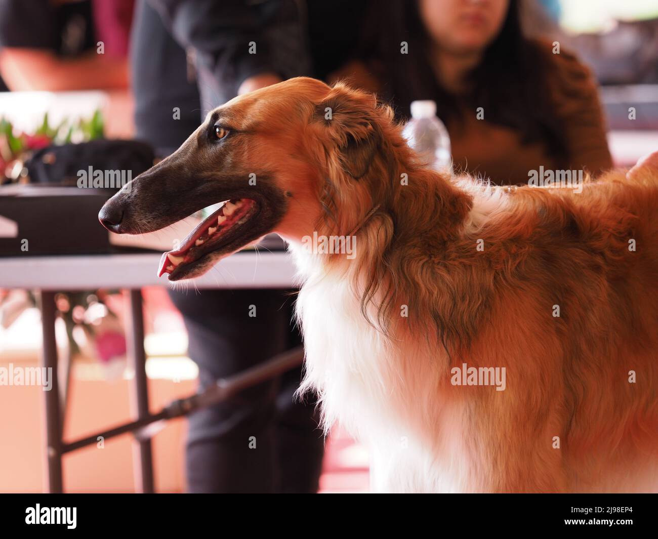 Borzoï tête , Greyhound russe brun et blanc avec son propriétaire dans le spectacle Banque D'Images