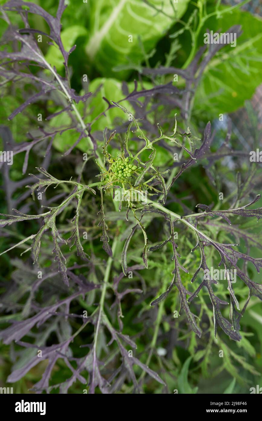Brassica rapa var Niposinica en fleur Banque D'Images