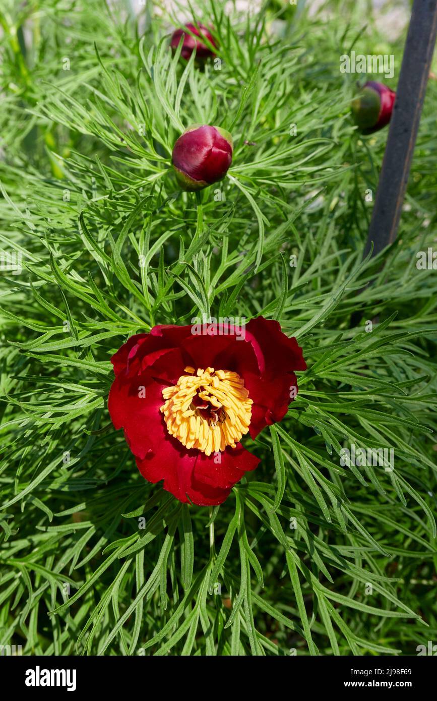 Paeonia tenuifolia en fleur Banque D'Images