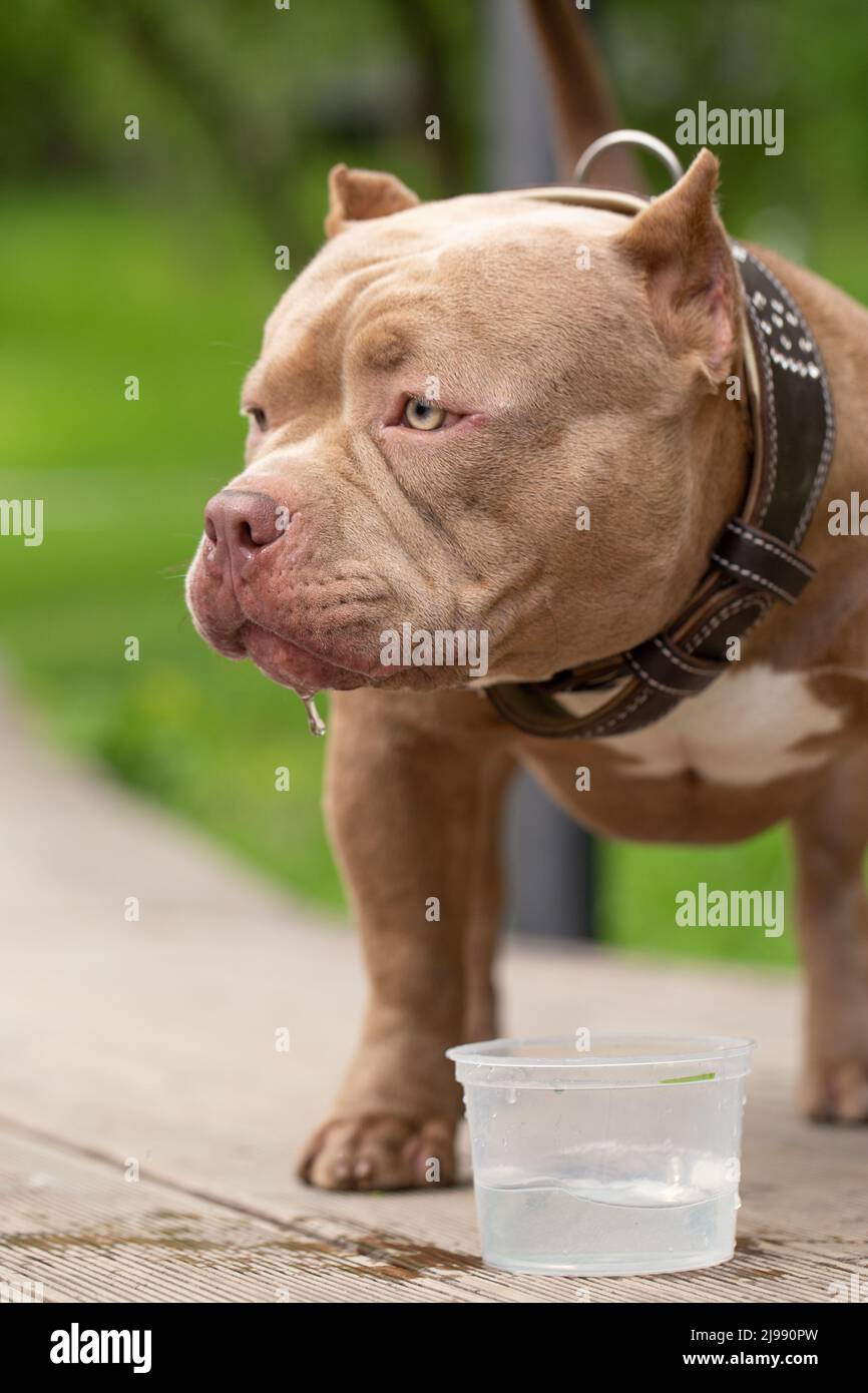 Un chien américain Bully boit de l'eau lors d'une promenade dans le parc. Un propriétaire attentionné prend de l'eau pour un animal de compagnie lors d'une journée chaude Banque D'Images