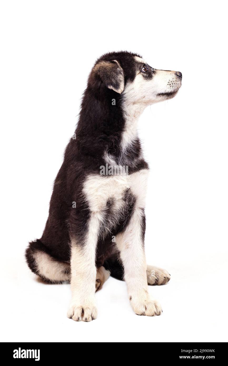 Un gros chiot demi-race d'un berger d'Europe de l'est pose en studio. Couleur noire avec des marques marron clair, isolée sur un fond blanc Banque D'Images