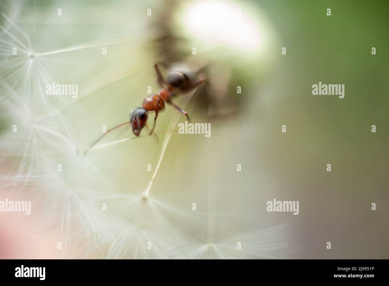 Photo macro d'un ant. Un fourmis craque sur un pissenlit. Photo macro des insectes. Banque D'Images Photo macro d'un ant. Un fourmis craque sur un pissenlit. Photo macro des insectes. Banque D'Images
